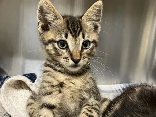 BEAR, Baby Domestic Short Hair (medium coat), cat for adoption in Diamond Bar, California