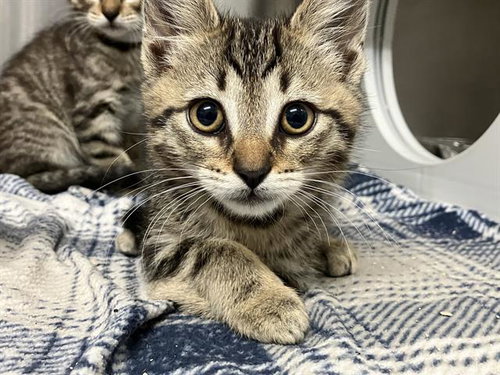 SARAH, Baby Domestic Short Hair (medium coat), cat for adoption in Diamond Bar, California