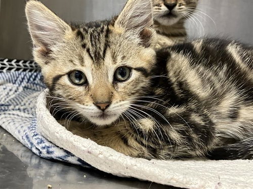 INDE, Baby Domestic Short Hair (medium coat), cat for adoption in Diamond Bar, California