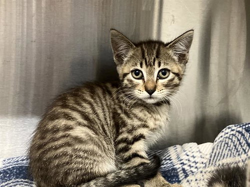 MEGAN, Baby Domestic Short Hair (medium coat), cat for adoption in Diamond Bar, California