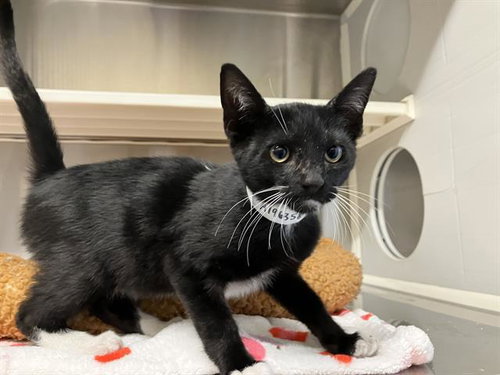 TINY TUX, Baby Domestic Short Hair (medium coat), cat for adoption in Diamond Bar, California
