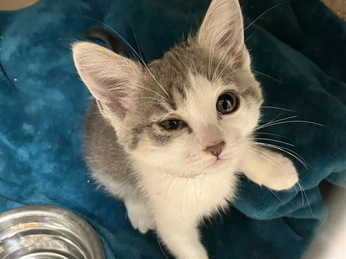 SAGE, Baby Domestic Short Hair (medium coat), cat for adoption in Diamond Bar, California