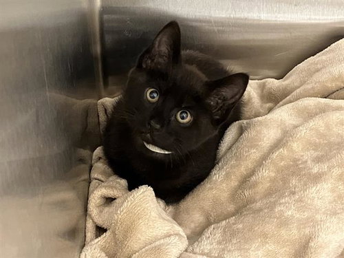 SQUIRREL, Baby Domestic Short Hair (medium coat), cat for adoption in Diamond Bar, California