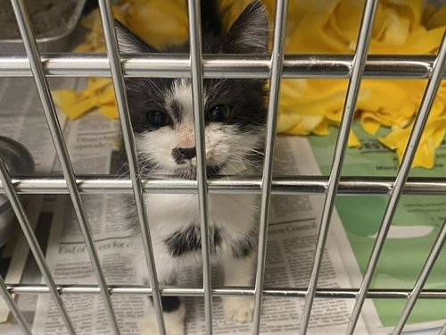 ZEFF, Baby Domestic Short Hair (medium coat), cat for adoption in Diamond Bar, California