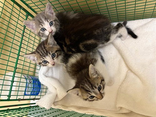 PORKY, Baby Domestic Short Hair (medium coat), cat for adoption in Diamond Bar, California