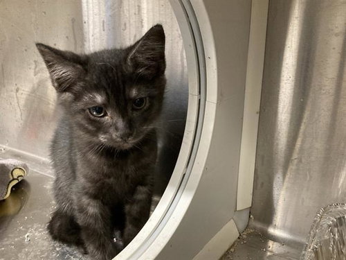 YOSEMITE, Baby Domestic Short Hair (medium coat), cat for adoption in Irvine, California