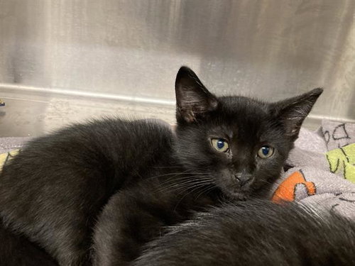 SAM, Baby Domestic Short Hair (medium coat), cat for adoption in Irvine, California
