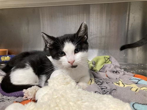 EXPLORER, Baby Domestic Short Hair (medium coat), cat for adoption in Irvine, California