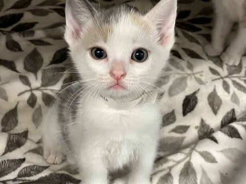 WHISKERLICIOUS