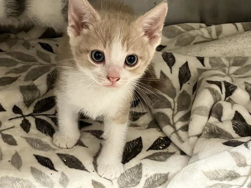 MUSTACHIO, Baby Domestic Short Hair (medium coat), cat for adoption in Irvine, California