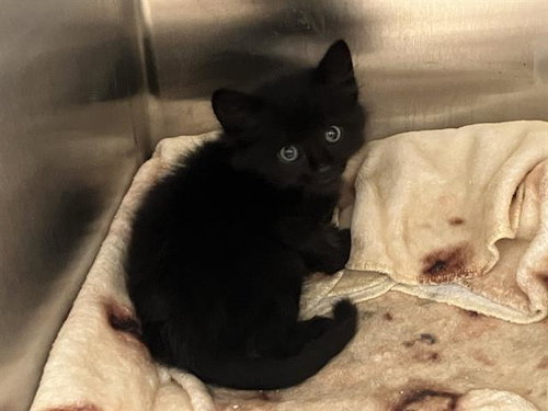 NOAH, Baby Domestic Short Hair (medium coat), cat for adoption in Irvine, California