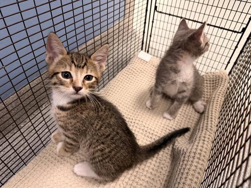 BAKER, Baby Domestic Short Hair (medium coat), cat for adoption in Irvine, California