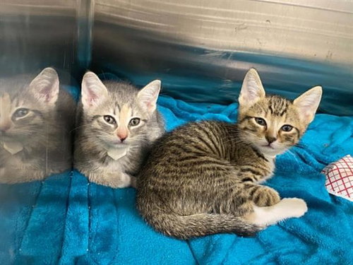 STELLA, Baby Domestic Short Hair (medium coat), cat for adoption in Alhambra, California