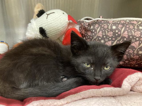 BLACKJACK, Baby Domestic Short Hair (medium coat), cat for adoption in Alhambra, California