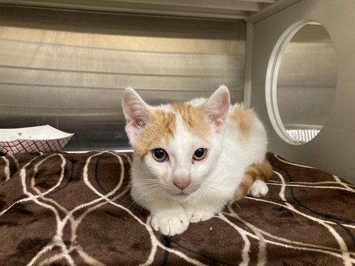 MARIO, Baby Domestic Short Hair (medium coat), cat for adoption in Alhambra, California