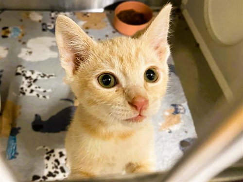 PRINCE, Baby Domestic Short Hair (medium coat), cat for adoption in Alhambra, California