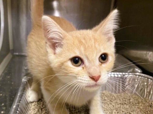 HELENA, Baby Domestic Short Hair (medium coat), cat for adoption in Alhambra, California