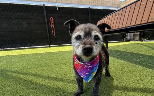 BUZZ, an adoptable Miniature Schnauzer in Orange, CA