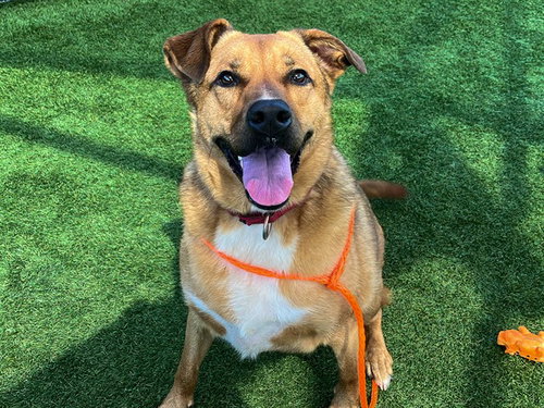 picture of the dog needing adoption