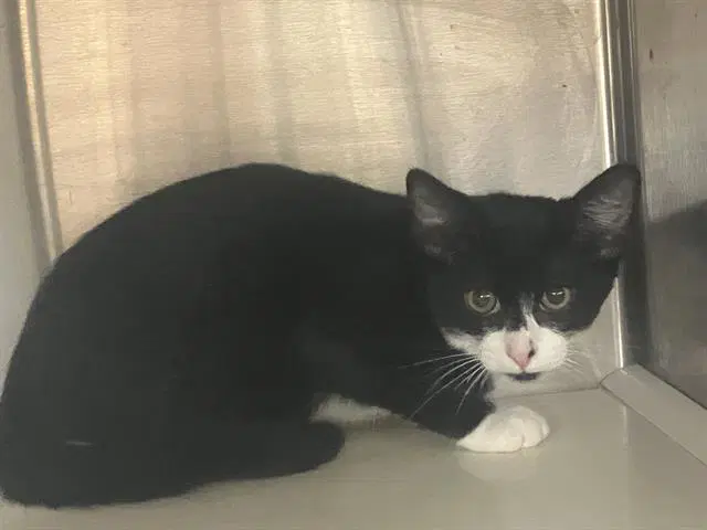 Raiden - Domestic Short Hair