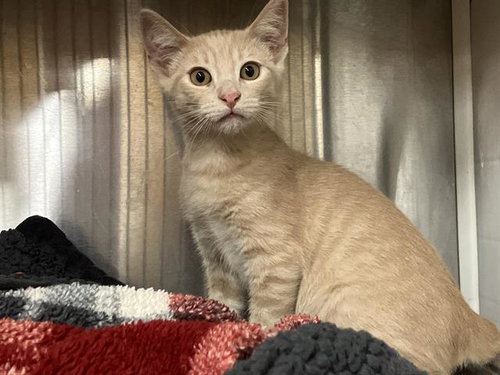 picture of the cat needing adoption