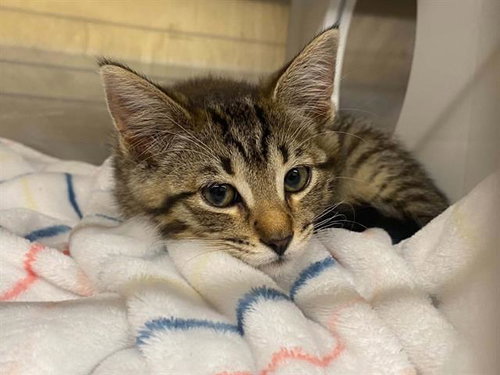 JESSIE, Baby Domestic Short Hair (medium coat), cat for adoption in Alhambra, California
