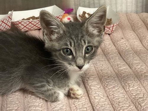 MISO, Baby Domestic Short Hair (medium coat), cat for adoption in Bellflower, California