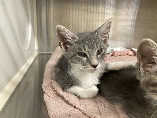 SUSHI, Baby Domestic Short Hair (medium coat), cat for adoption in Bellflower, California