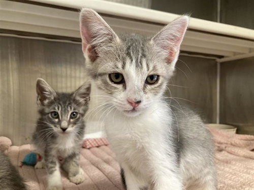 TOFU, Baby Domestic Short Hair (medium coat), cat for adoption in Bellflower, California