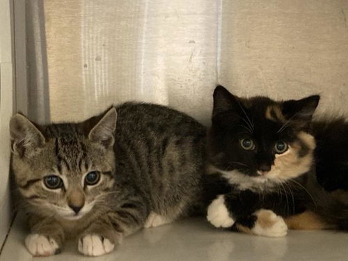 CASSIE, Baby Domestic Medium Hair (medium coat), cat for adoption in Alhambra, California