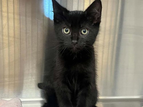 ZEB, Baby Domestic Medium Hair (medium coat), cat for adoption in La Puente, California