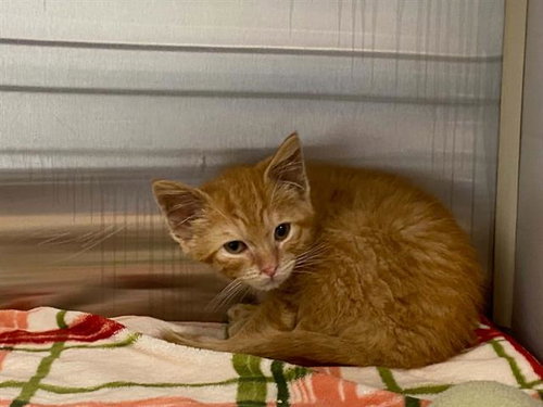 TOMER, Baby Domestic Short Hair (medium coat), cat for adoption in La Puente, California