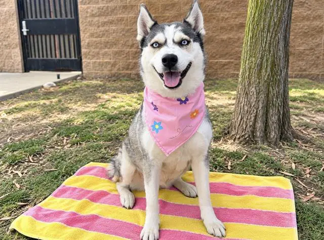 Holly - Siberian Husky