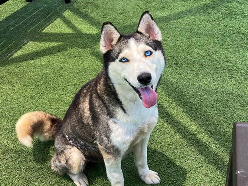 SYDNEY, an adoptable Siberian Husky in Orange, CA