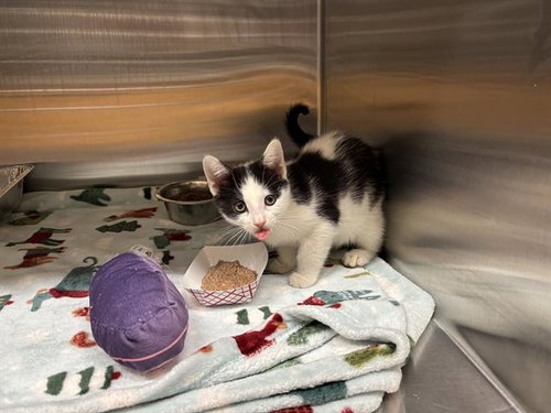 MUSHU, Baby Domestic Short Hair (medium coat), cat for adoption in Bellflower, California