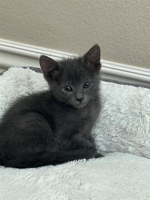 MOCHI