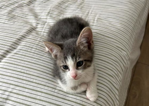 PEANUT