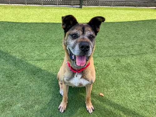 FUNSHINE BEAR, an adoptable Boxer in Orange, CA