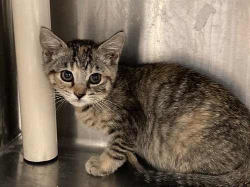 PUMPKIN, Baby Domestic Short Hair (medium coat), cat for adoption in Bellflower, California
