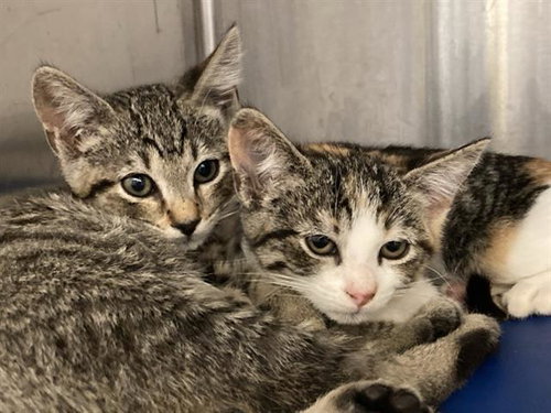 KEN, Baby Domestic Short Hair (medium coat), cat for adoption in Bellflower, California