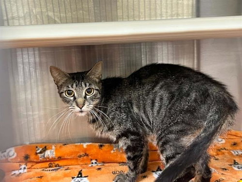 OPAL, Adult Domestic Short Hair (medium coat), cat for adoption in Carson, California