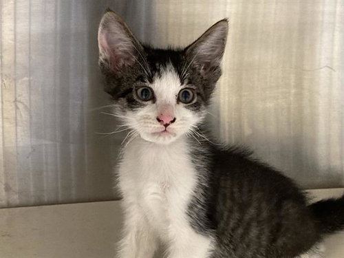 ROTTA, Baby Domestic Short Hair (medium coat), cat for adoption in Bellflower, California