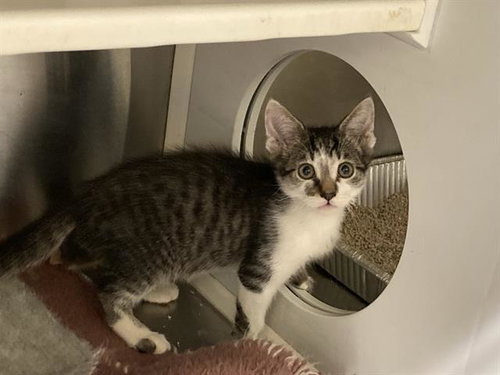 JANU, Baby Domestic Short Hair (medium coat), cat for adoption in Bellflower, California