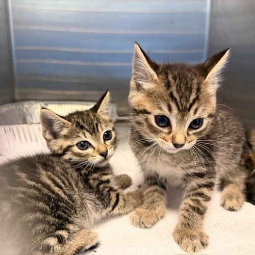 JASMINE