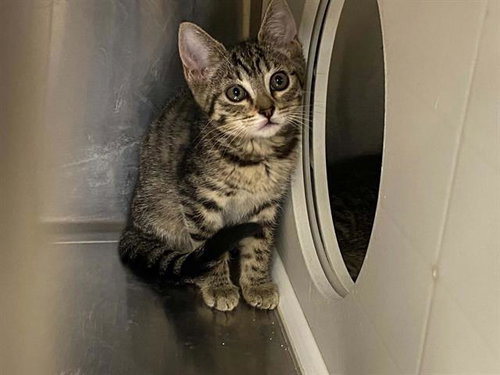 JASMINE, Baby Domestic Short Hair (medium coat), cat for adoption in La Puente, California