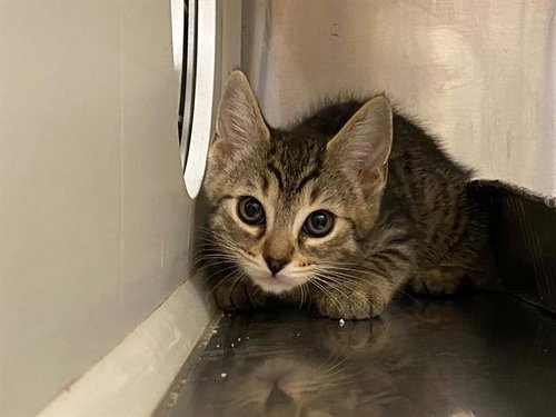 FERRIS, Baby Domestic Short Hair (medium coat), cat for adoption in La Puente, California