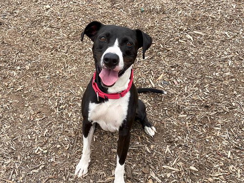 SILVER, an adoptable Pointer in Orange, CA
