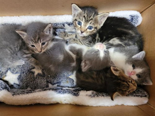 KITKAT