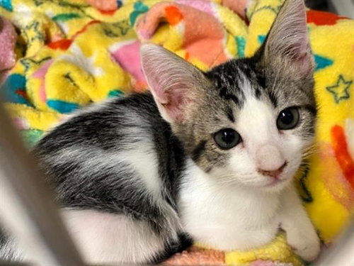FLEECE, Baby Domestic Short Hair (medium coat), cat for adoption in Torrance, California