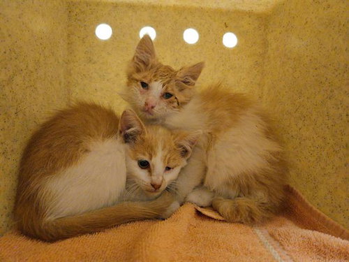 CORDIE